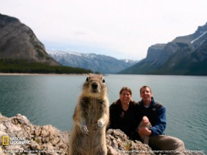squirrel-portrait-banff-sw