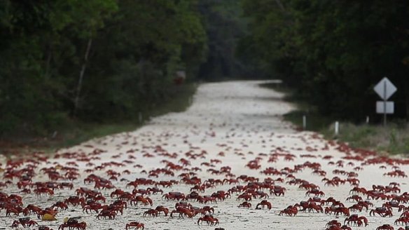 Crabs migrating across a road in droves.