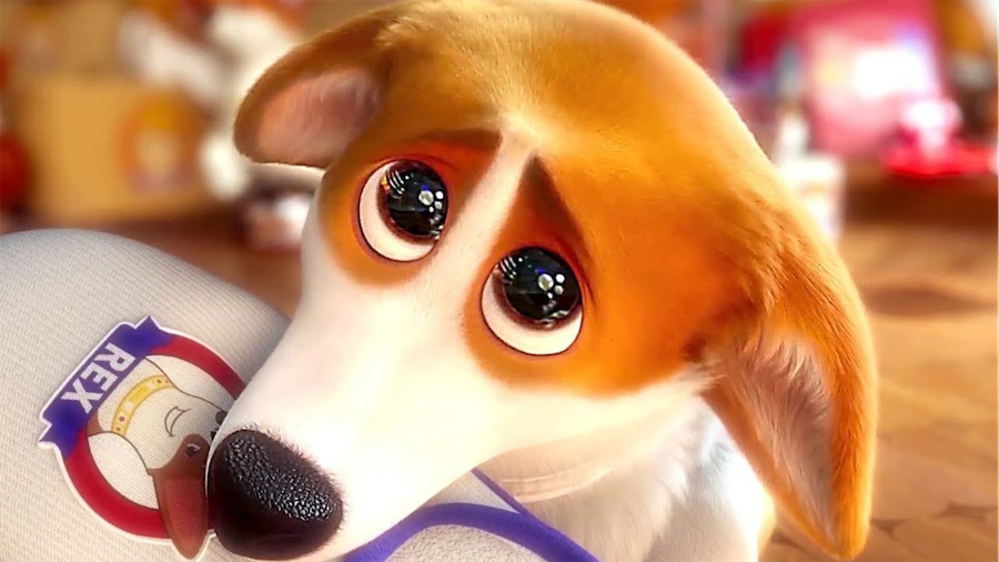 Rex with a pleading look and a shoe with his face on it in his mouth.