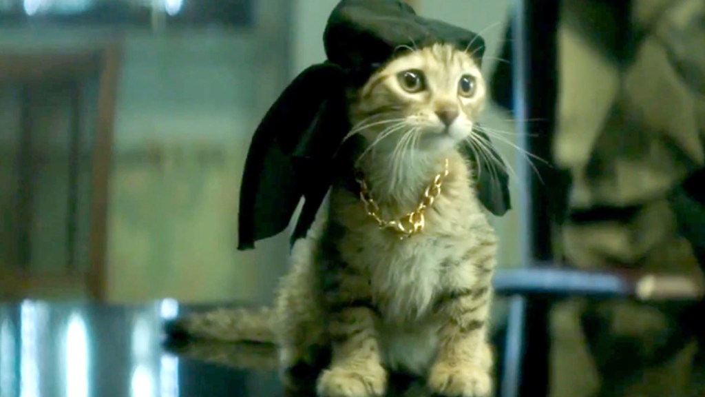 Keanu the kitten wearing a durag and a gold chain necklace.