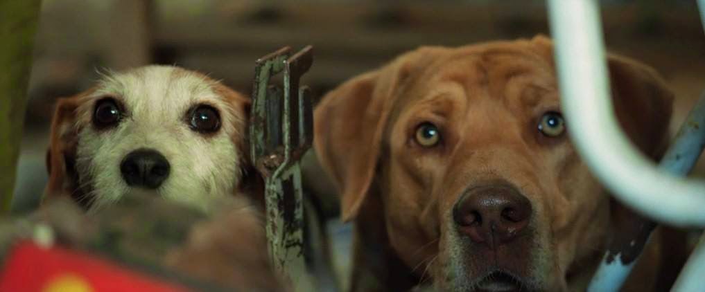 Hagen and a small dog friend half-hidden behind something looking out.