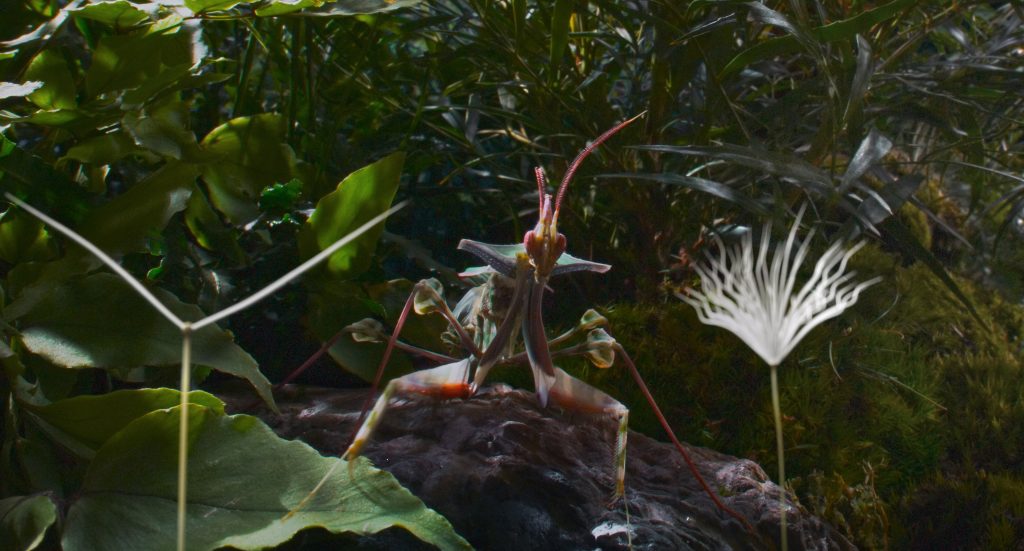 Two dandelion seeds encountering a mantis.