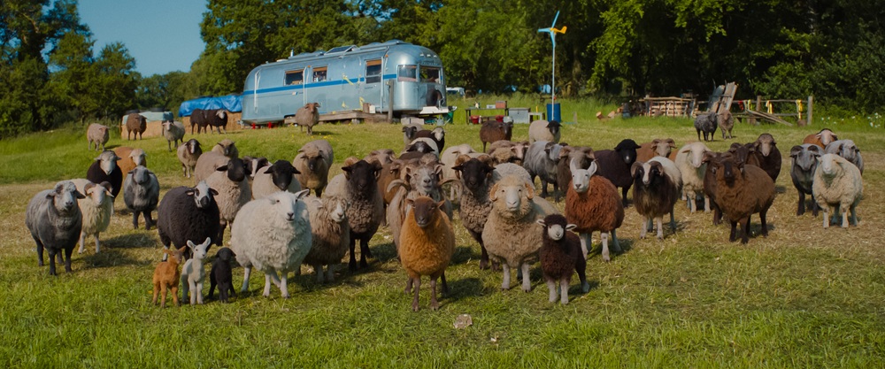 The entire flock on George's farm.